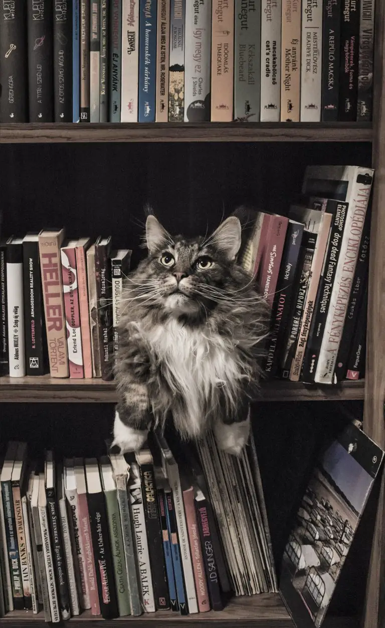 The Best Cat Coffee Table Books (Top 10).