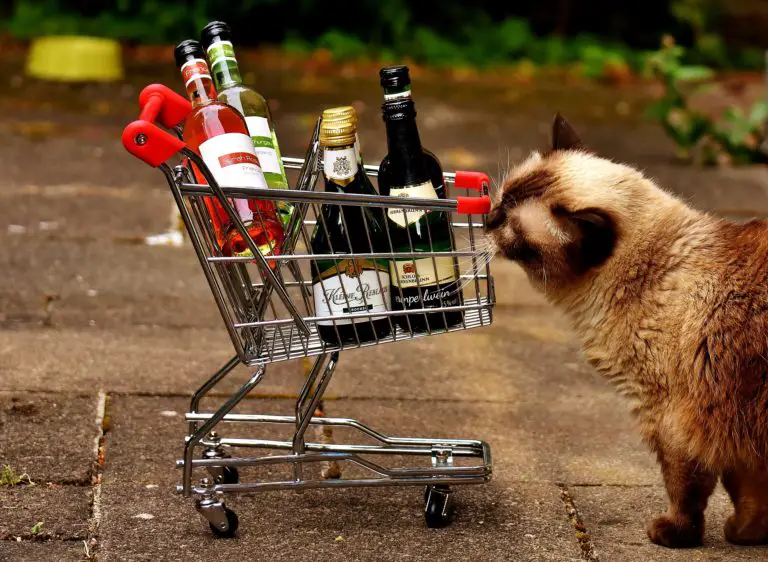 Best Gifts For Cat And Wine Lovers (Top 10)