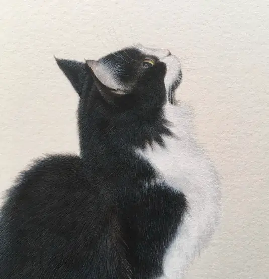 The Cat Art Of Anne Mortimer